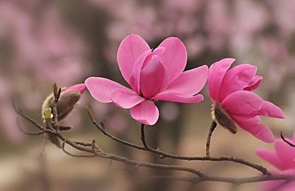 清明，獻(xiàn)給您一束辛夷花
